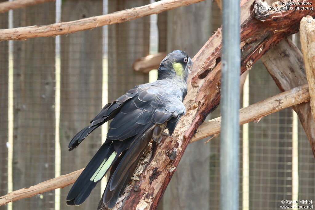 Yellow-tailed Black Cockatooadult