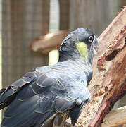 Yellow-tailed Black Cockatoo