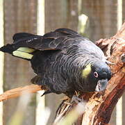 Yellow-tailed Black Cockatoo