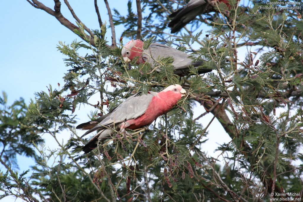 Cacatoès rosalbin, mange