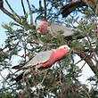 Cacatoès rosalbin