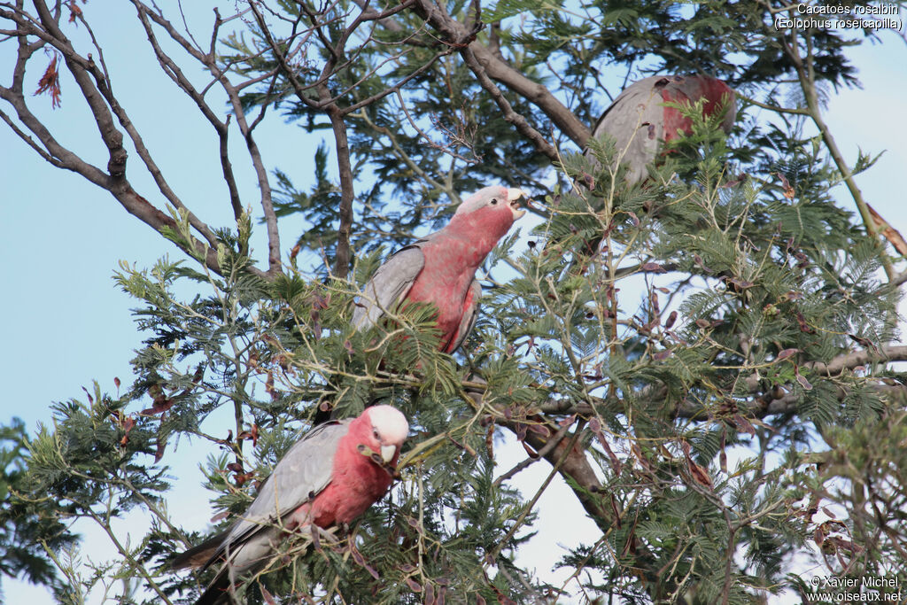 Cacatoès rosalbin, mange