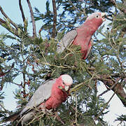 Galah