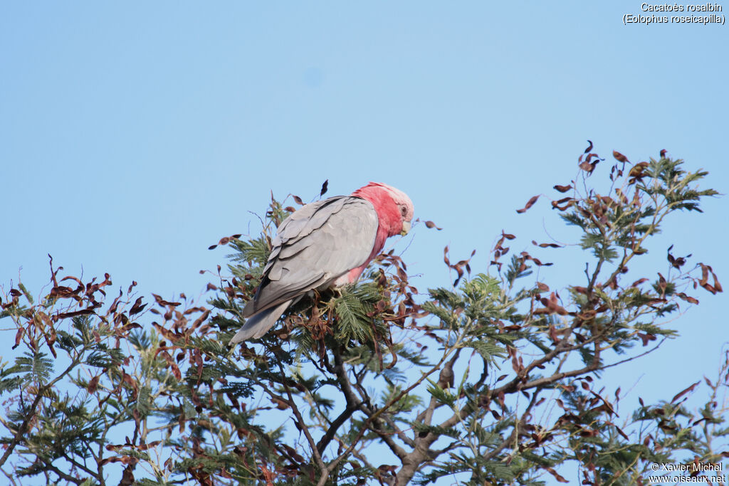 Galah