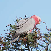 Galah