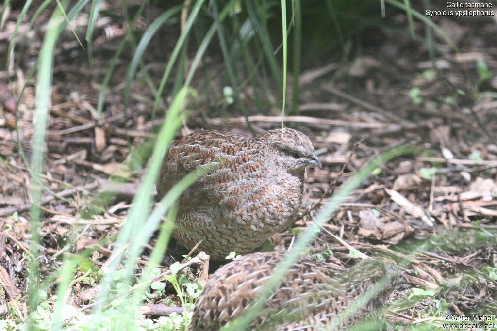 Brown Quail