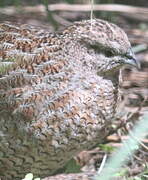 Brown Quail