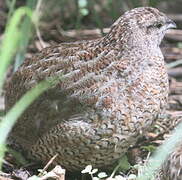 Brown Quail