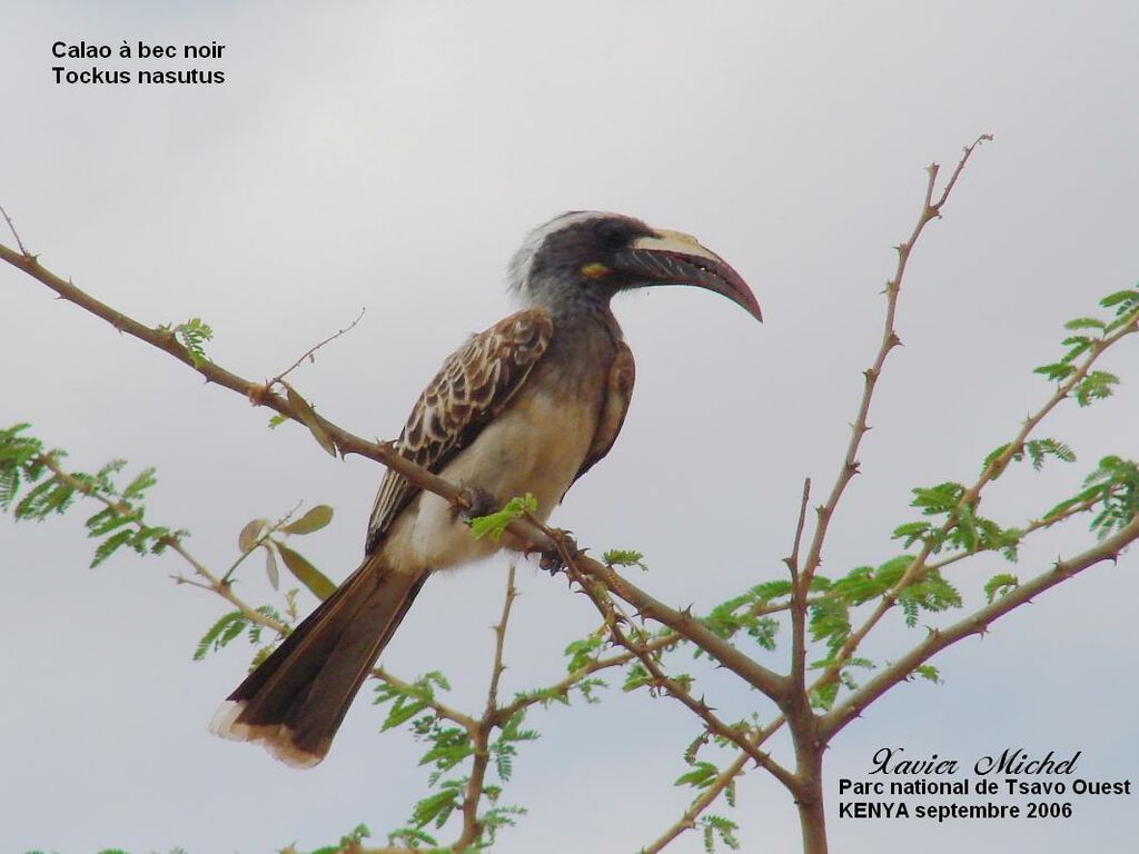 African Grey Hornbill