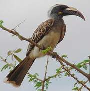 African Grey Hornbill