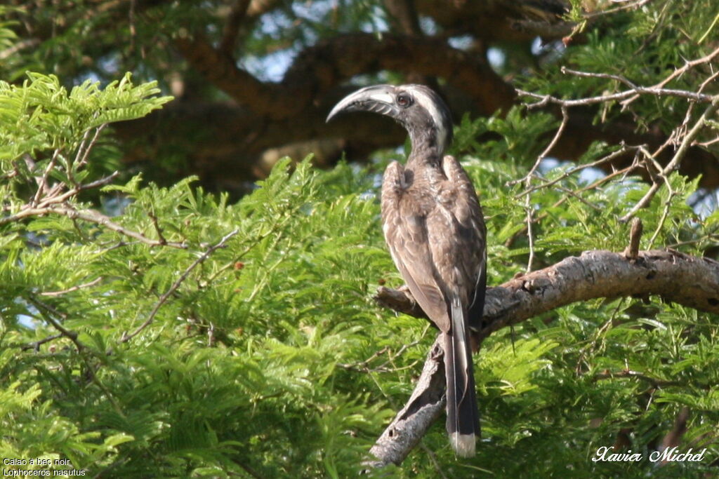 African Grey Hornbill