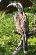 African Grey Hornbill