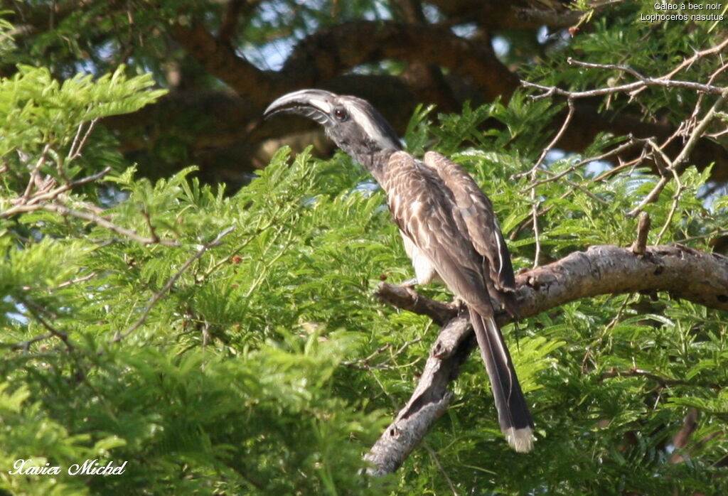 African Grey Hornbill