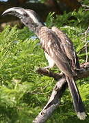 African Grey Hornbill