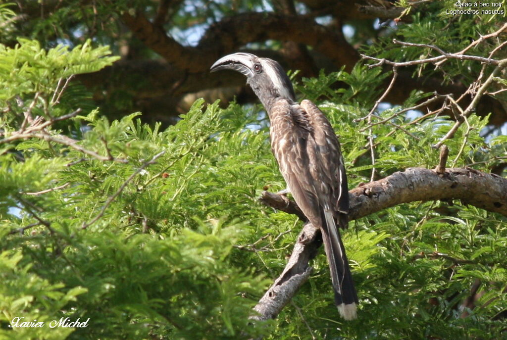 African Grey Hornbill