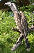 African Grey Hornbill