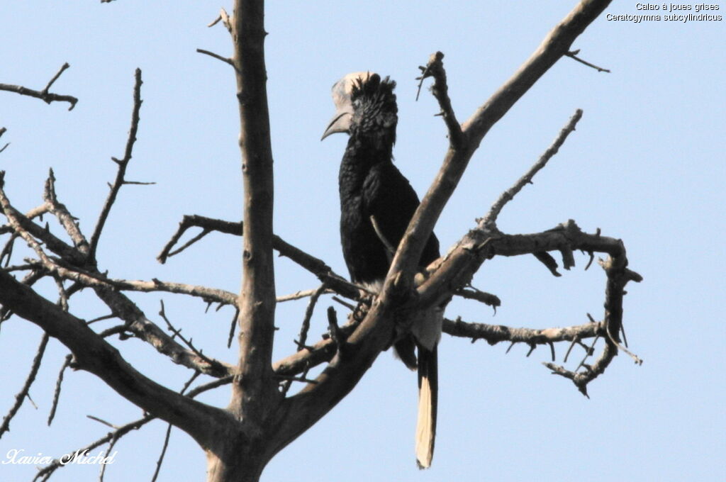 Black-and-white-casqued Hornbill