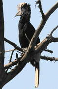 Black-and-white-casqued Hornbill