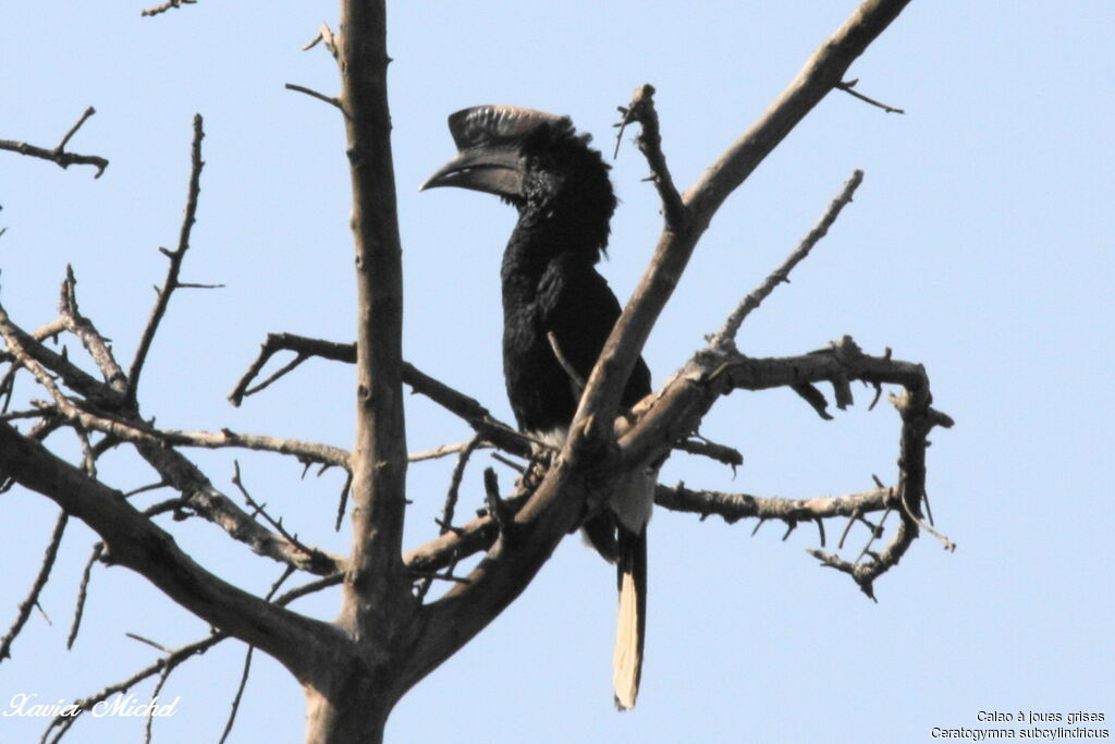 Black-and-white-casqued Hornbill