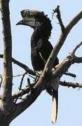 Black-and-white-casqued Hornbill