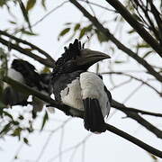 Black-and-white-casqued Hornbill