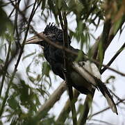 Black-and-white-casqued Hornbill