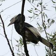 Black-and-white-casqued Hornbill