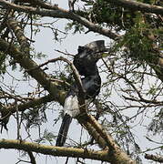 Black-and-white-casqued Hornbill