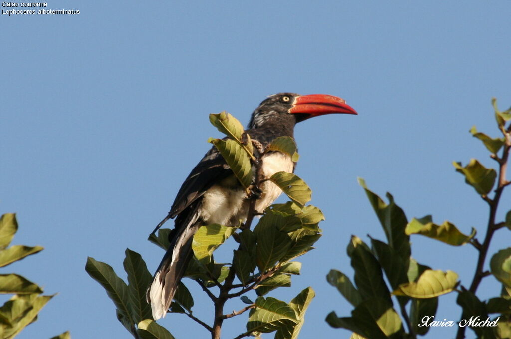 Crowned Hornbill