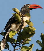 Crowned Hornbill