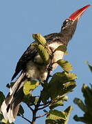 Crowned Hornbill