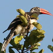 Crowned Hornbill