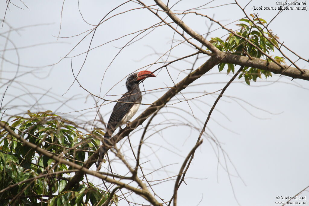 Crowned Hornbill