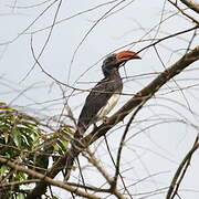 Crowned Hornbill