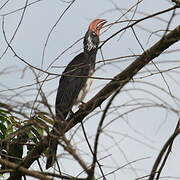 Crowned Hornbill