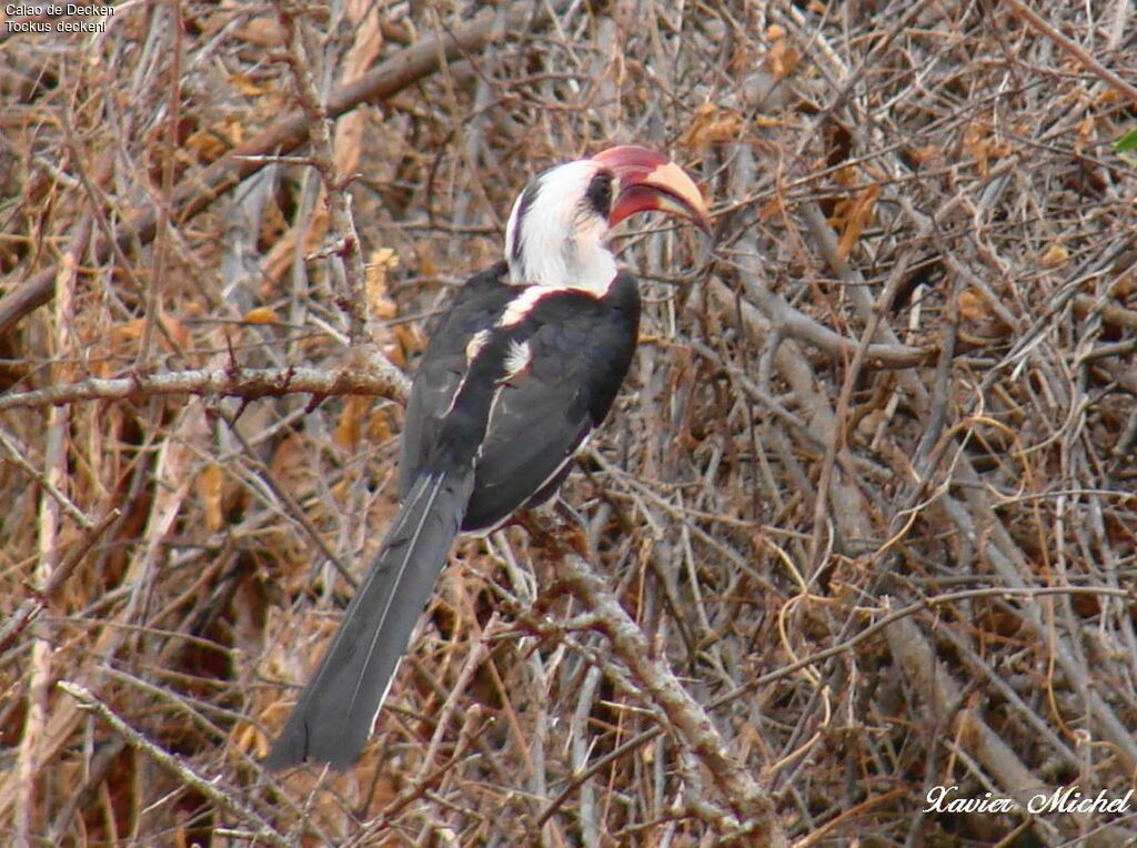 Von der Decken's Hornbill