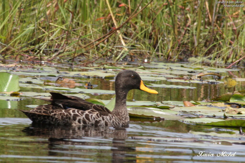 Canard à bec jaune