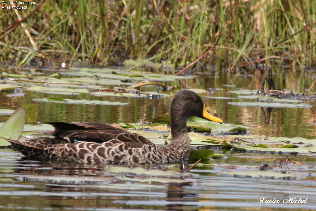 Canard à bec jaune