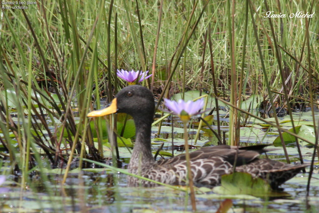 Yellow-billed Duck