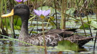 Canard à bec jaune