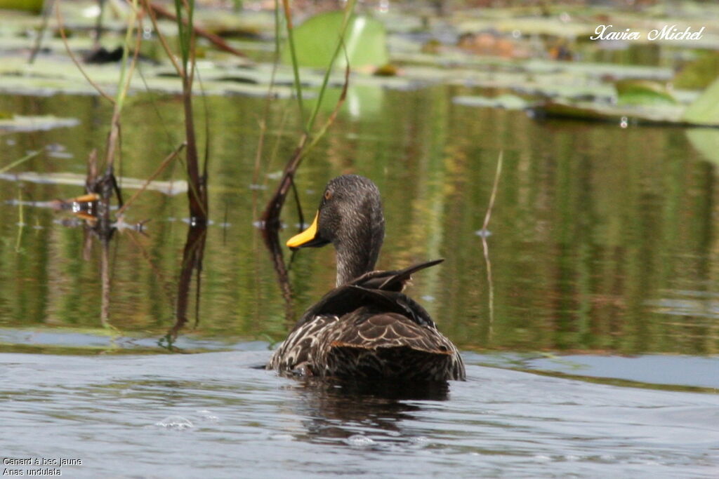 Canard à bec jaune