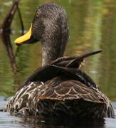 Canard à bec jaune