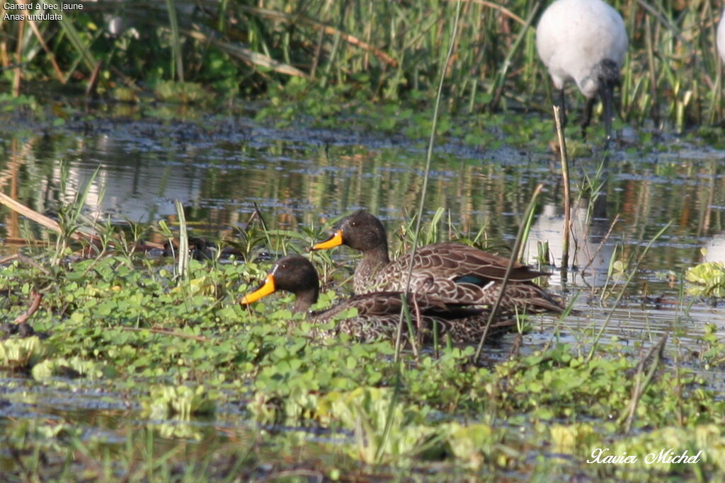 Canard à bec jaune