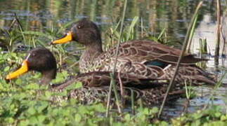 Canard à bec jaune