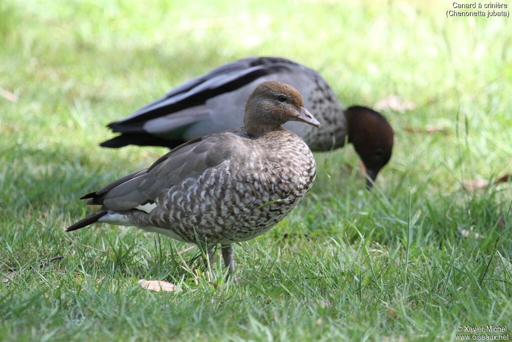 Canard à crinière femelle adulte