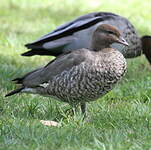 Canard à crinière