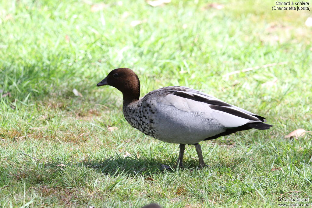 Canard à crinière mâle adulte