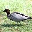 Canard à crinière