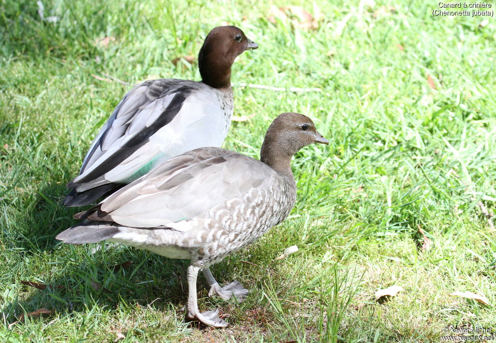 Canard à crinièreadulte