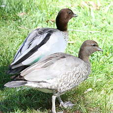 Canard à crinière